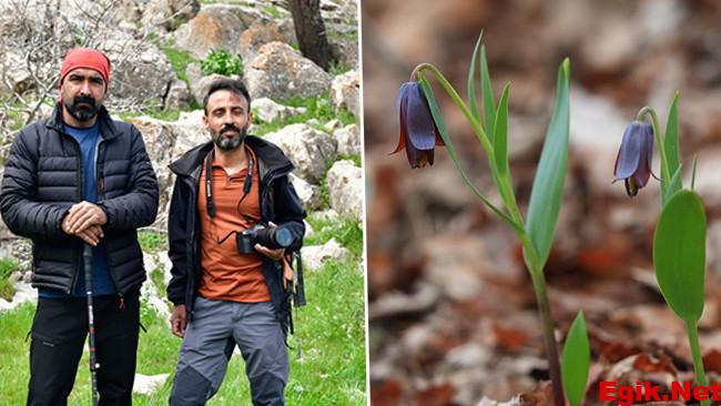 İki kafadar yürüyüş yaparken gördü: Dünyada yalnızca Sakız Dağı’nda bulunuyor