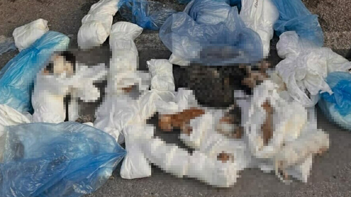 İzmir’deki vahşet! 33 kedi ölü bulunmuştu… Yeniden gözaltına alınan veteriner hekim tutuklandı