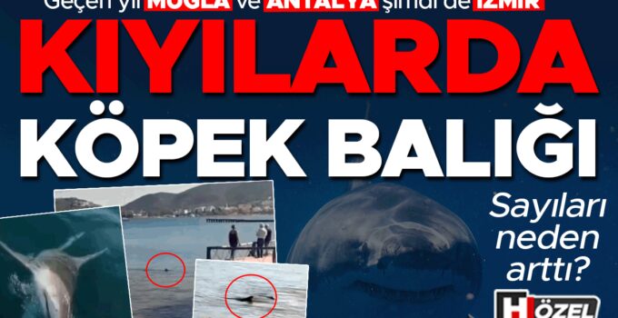 Geçen yıl Muğla ve Antalya şimdi de İzmir: Kıyılarda köpek balığı! Neler oluyor, sayıları neden arttı?