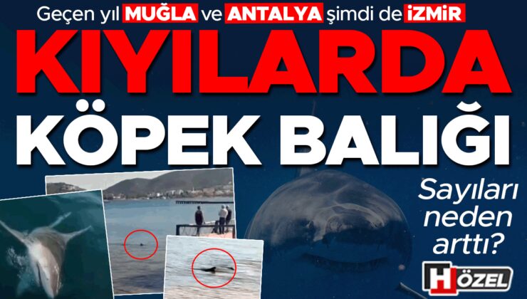 Geçen yıl Muğla ve Antalya şimdi de İzmir: Kıyılarda köpek balığı! Neler oluyor, sayıları neden arttı?