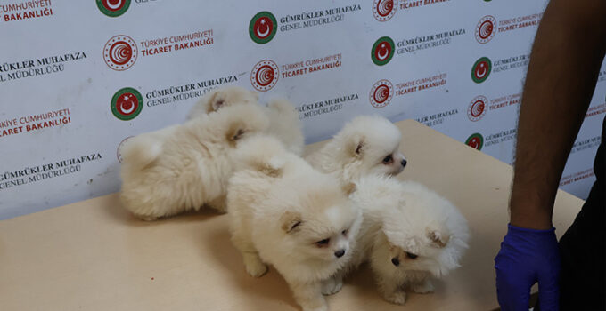 Kapıkule’de piyasa değeri 472 bin TL olan 6 Pomeranian yavrusu ele geçirildi