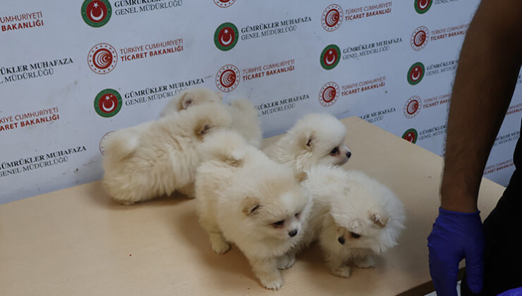 Kapıkule’de piyasa değeri 472 bin TL olan 6 Pomeranian yavrusu ele geçirildi