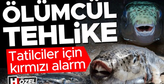 Kıyılarda sayıları arttı! Dokunmak bile hastanelik ediyor…