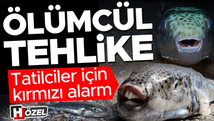 Kıyılarda sayıları arttı! Dokunmak bile hastanelik ediyor…