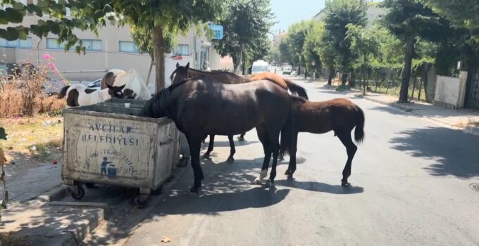 Avcılar’da başıboş yılkı atları! Çöpten besleniyor, yolları kapatıyorlar: Tehlike büyüyor