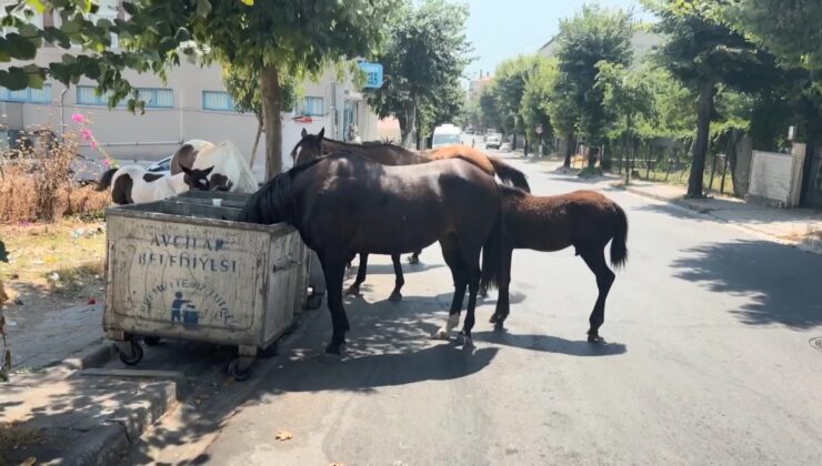 Avcılar’da başıboş yılkı atları! Çöpten besleniyor, yolları kapatıyorlar: Tehlike büyüyor