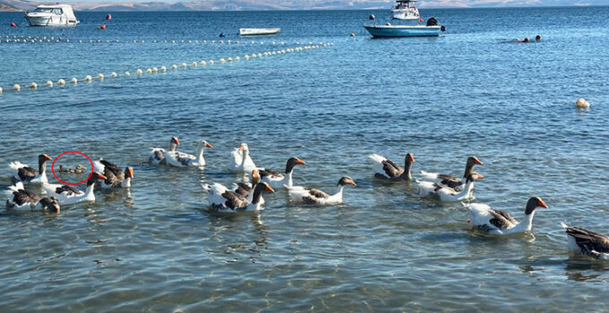 Erdek’in Şartlı Tahliyeli kazları sahile döndü: Sürüye bir de ördek yavrusu katıldı