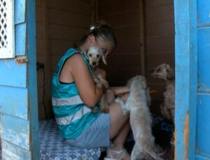 Geçici hevesle alınıp terk edilen cins köpekler, sahiplenilmeyi bekliyor