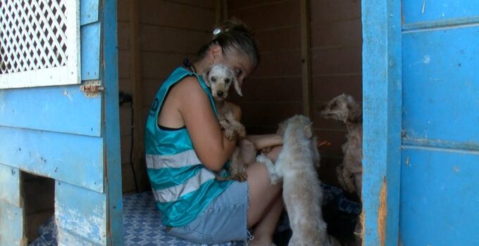Geçici hevesle alınıp terk edilen cins köpekler, sahiplenilmeyi bekliyor