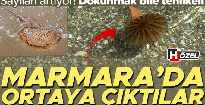 Marmara Denizi’nde ortaya çıktılar! Sayıları artıyor, dokunmak bile tehlikeli