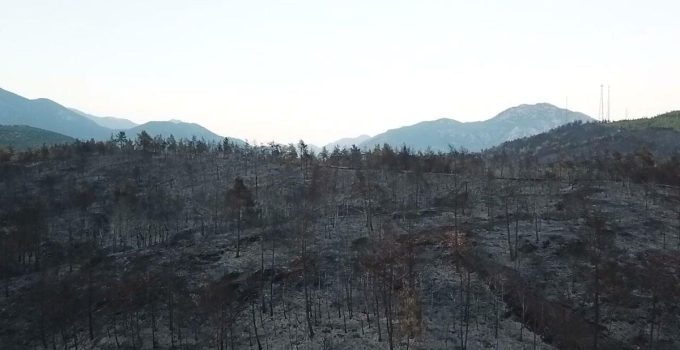 Muğla’daki yangınlarda 5 bin hektardan fazla alan zarar gördü