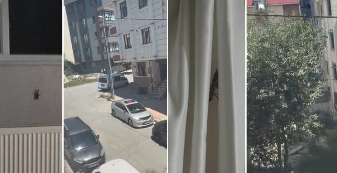 Sürü halinde Türkiye’ye geliyor: Trakya ve İstanbul’da çekirge istilası iddiası! ‘Ne yapacağımızı bilmiyoruz’