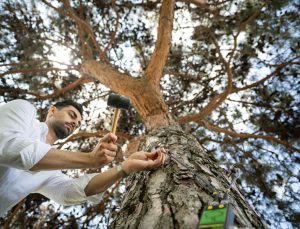 İstanbul’un asırlık ağaçları rölöve planlarıyla korunuyor