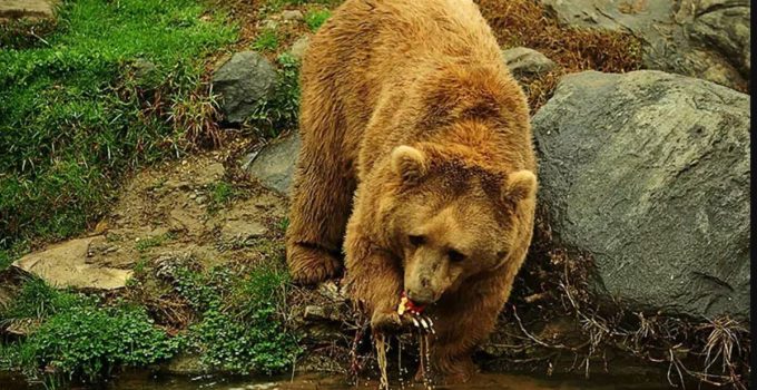 Karadeniz’de popülasyonu artan ayılar için uzmanından ‘önlem alınmalı’ uyarısı